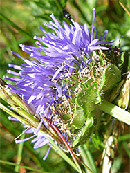 Hairy green bracts