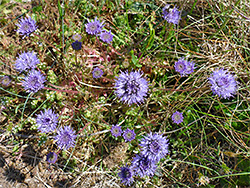 Sheep's-bit scabious