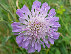 Pale purple flowers