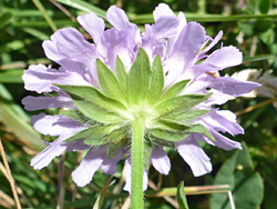 Green phyllaries