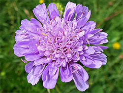 Pinkish-purple florets