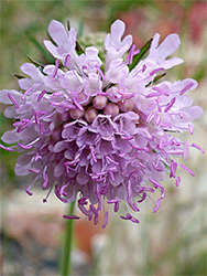 Pale purple flowers