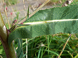 Prickly leaf