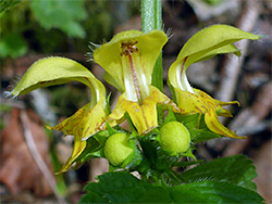 Yellow archangel