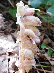 Toothwort