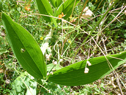 Veined leaflets