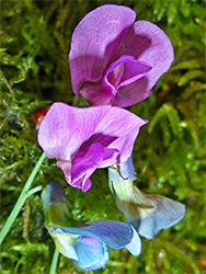 Blue and purple flowers