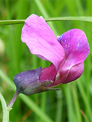 Pink petals and purple calyx