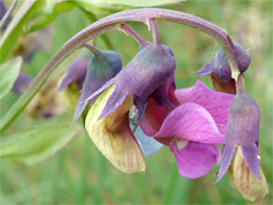 Pendant flowers