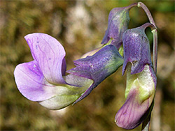 Three flowers