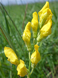 Flower cluster