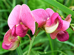 Yellowish-pink flowers