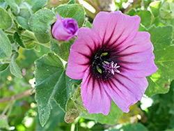 Pink-purple flower