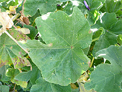 Shallowly-lobed leaf