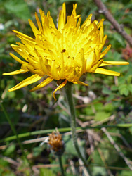 Yellow flowerhead