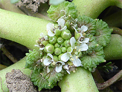 Lepidium coronopus