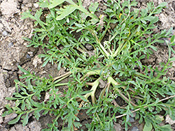 Prostrate plant