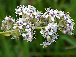 Lepidium latifolium