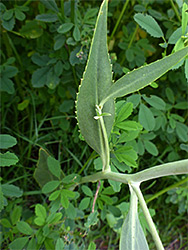Hairless stem and leaves