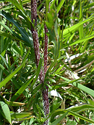 Hairy, purple stem