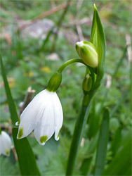 Leucojum aestivum