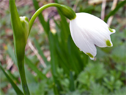 White flower