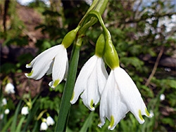 Summer snowflake - flowers