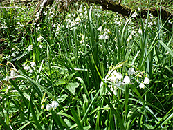 Plants in habitat