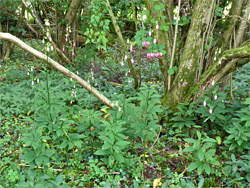 Lilies in habitat