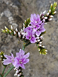 Pink-purple flowers