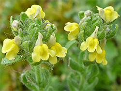 Sand toadflax