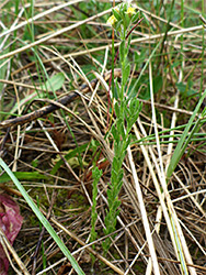 Slender stems