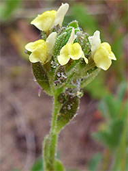 Four flowers