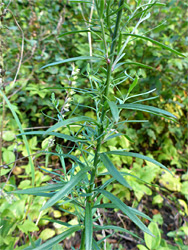 Stem and leaves