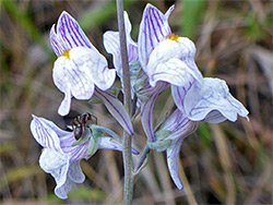 Linaria repens