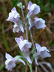 Whitish-purple flowers