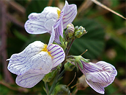 Three flowers