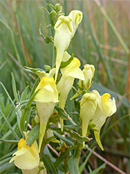 Common toadflax