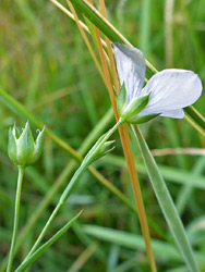 Pointed sepals