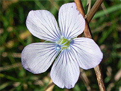 Pale flax