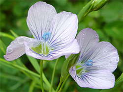 Two pale-coloured flowers