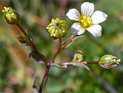 Flower and fruits