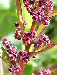 Five-lobed flowers