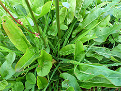 Basal leaves