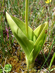 Cupped leaves