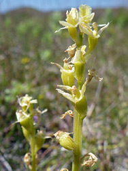 Withered inflorescence