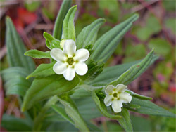 Two flowers