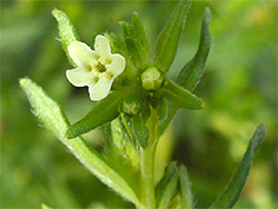 Common gromwell