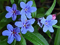 Blue flowers