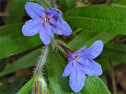 Pair of flowers